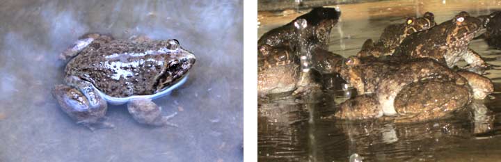 商品石蛙 商品石蛙