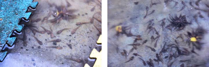 石蛙蝌蚪 石蛙蝌蚪