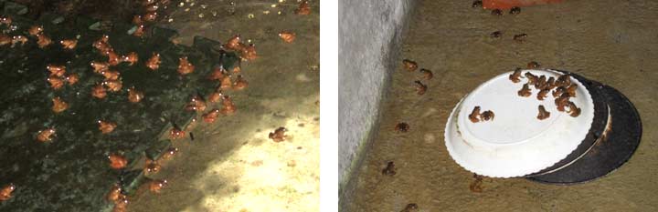 石蛙幼苗 石蛙幼苗