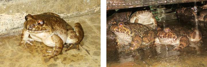 石蛙种苗 石蛙种苗